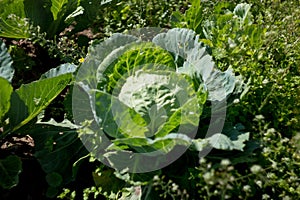 Cabbage roach grows in the garden