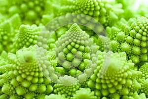 Cabbage romanesco, Brassica oleracea