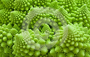 Cabbage romanesco, Brassica oleracea