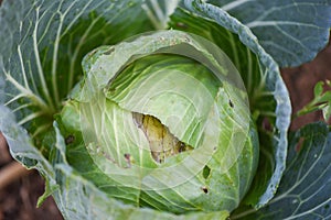 Cabbage rotten and damaged by insects pests - Organic vegetables farming and agriculture industry nontoxic Clean food concept