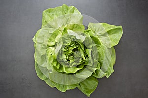 Cabbage round fresh lettuce isolated on dark background with copy space. Salat lettuce. Healthy food