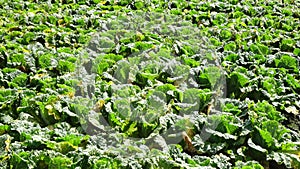 Cabbage rows, Da Lat city, Vietnam