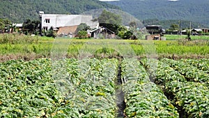 Cabbage rows, Da Lat city, Vietnam