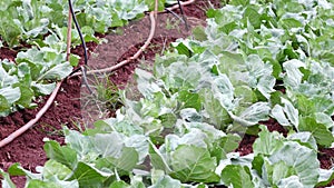 Cabbage rows, Da Lat city, Vietnam