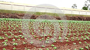 Cabbage rows, Da Lat city, Vietnam