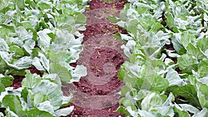 Cabbage rows, Da Lat city, Vietnam