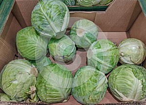 Cabbage for sale, an edible plant with a lot of liquid component, it is ideal for low-calorie diets and to purify the body photo