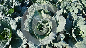 Cabbage, savoy cabbage. Vegetable cultivation,  close-up