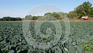 Cabbage, savoy cabbage.Vegetable cultivation in Croatia on the Istrian peninsula, near Pula