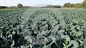 Cabbage, savoy cabbage.Vegetable cultivation in Croatia on the Istrian peninsula, near Pula. close-up