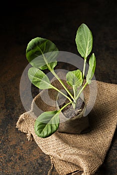 cabbage seedling in containers on a dark background