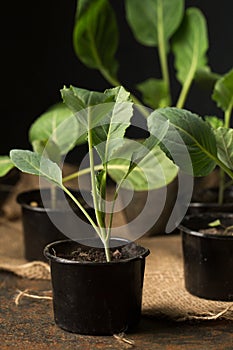 cabbage seedlings in containers on a dark background