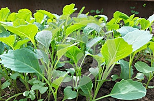cabbage seedlings growing in a greenhouse. vegetable garden plant beds agricultural crops, gardening, small green leaves