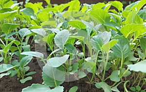 cabbage seedlings growing in a greenhouse. vegetable garden plant beds agricultural crops, gardening, small green leaves