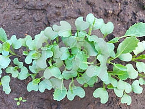 cabbage seedlings growing in a greenhouse. vegetable garden plant beds agricultural crops, gardening, small green leaves