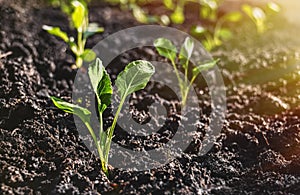 The cabbage seedlings prepared for planting in the ground, on closer inspection, a horizontal frame