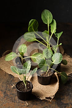 cabbage seedlings in small containers on a dark background