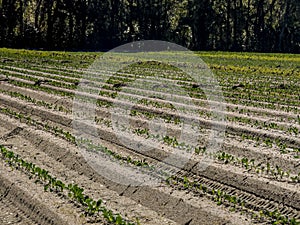 Cabbage Seedlings Sprouting on the Truck Farm