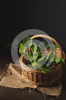 cabbage seedlings in a vine basket on a dark background