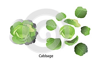 Cabbage and separate leaf cabbage vector on a white background.