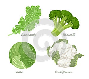 Cabbage set. Vector illustration of cabbage, kale, broccoli, Cauliflower Isolated On A White Background. Healthy organic food, fre