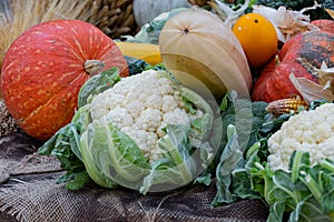 Cabbage, squash, broccoli, corn, pumpkins . Healthy organic eco-food.