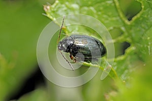 Cabbage Stem Flea Beetle Psylliodes chrysocephala.