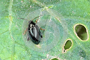 Cabbage Stem Flea Beetle Psylliodes chrysocephala.