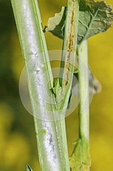 Cabbage stem weevil (Ceutorhynchus pallidactylus, formerly quadridens) pest in vegetable brassicas and oilseed rape.