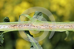 Cabbage stem weevil (Ceutorhynchus pallidactylus, formerly quadridens) pest in vegetable brassicas and oilseed rape.