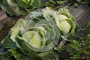 Cabbage and strawberry