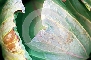 Cabbage in with texture