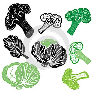 Cabbage. Texture graphic elements. Vector set,