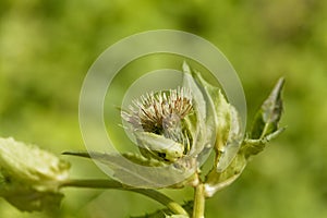 Cabbage thistle, Cirsium oleraceum.