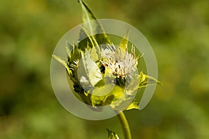 Cabbage thistle, Cirsium oleraceum.