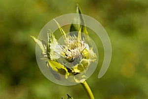 Cabbage thistle, Cirsium oleraceum.