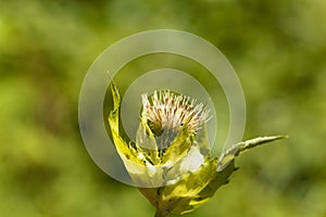 Cabbage thistle, Cirsium oleraceum.