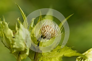 Cabbage thistle, Cirsium oleraceum.