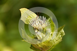 Cabbage thistle, Cirsium oleraceum.