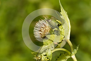 Cabbage thistle, Cirsium oleraceum.