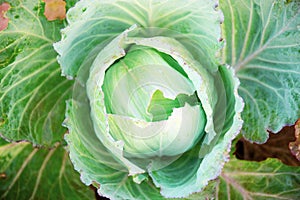 Cabbage with top view