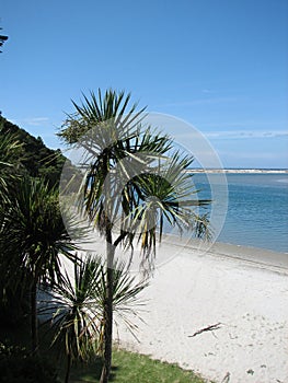 Cabbage Tree