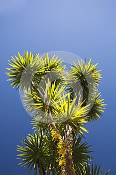 The cabbage tree is one of the most distinctive trees in New Zealand