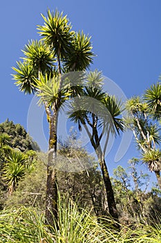 The cabbage tree is one of the most distinctive trees in New Zealand