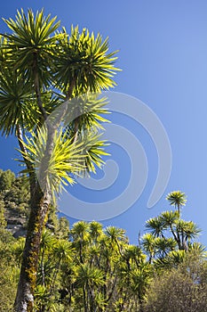 The cabbage tree is one of the most distinctive trees in New Zealand photo