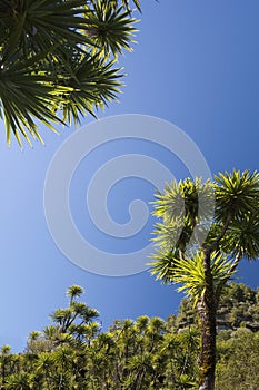 The cabbage tree is one of the most distinctive trees in New Zealand