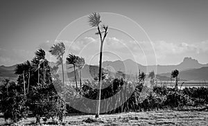 Cabbage Trees Cordyline Australis growing on the Coromandel Peninsula, New Zealand