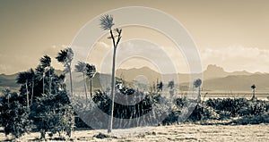 Cabbage Trees Cordyline Australis growing on the Coromandel Peninsula, New Zealand