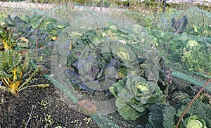 Cabbage under net