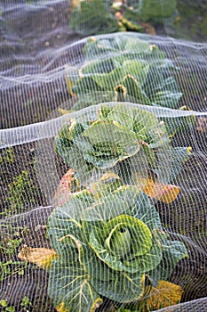 Cabbage under net farm closeup